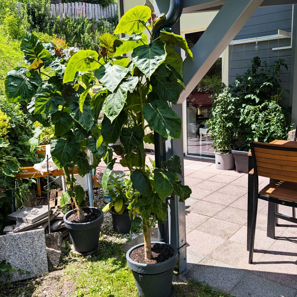 KW 28-2026 2 Tamarillobaum im Garten