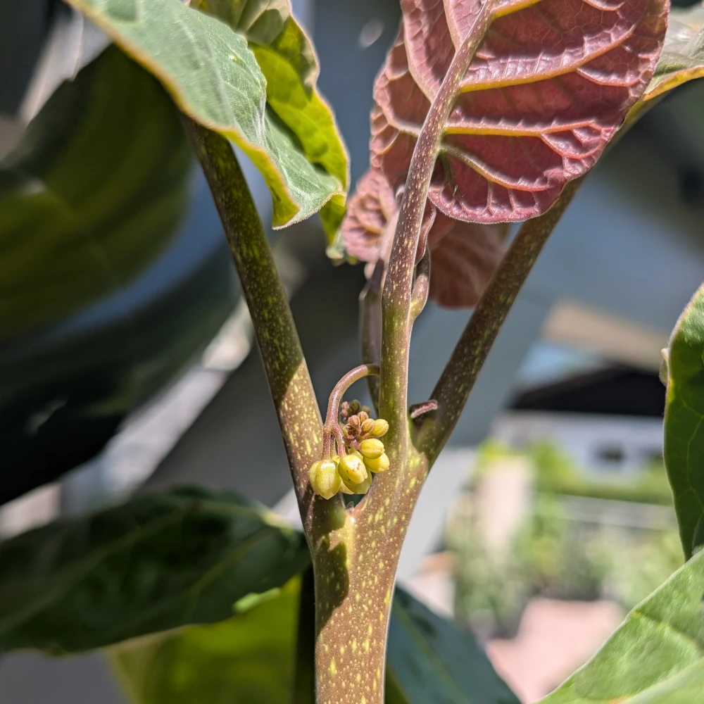 KW 28-2026 3 Ansatz einer Tamarillo Blüte