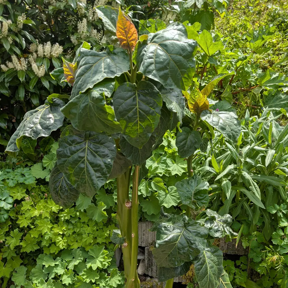Tamarillo
