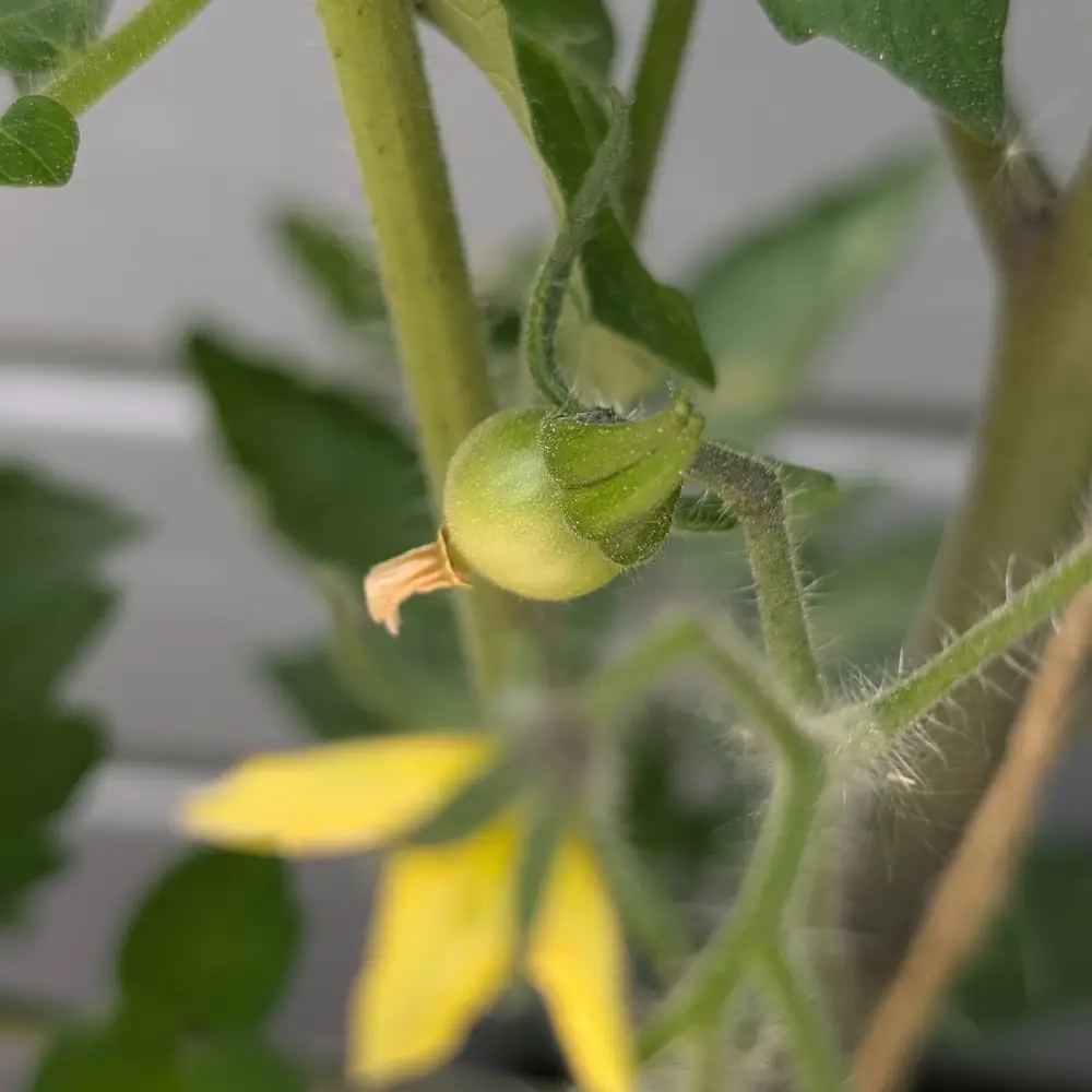 Tomate mit erstem Fruchtansatz