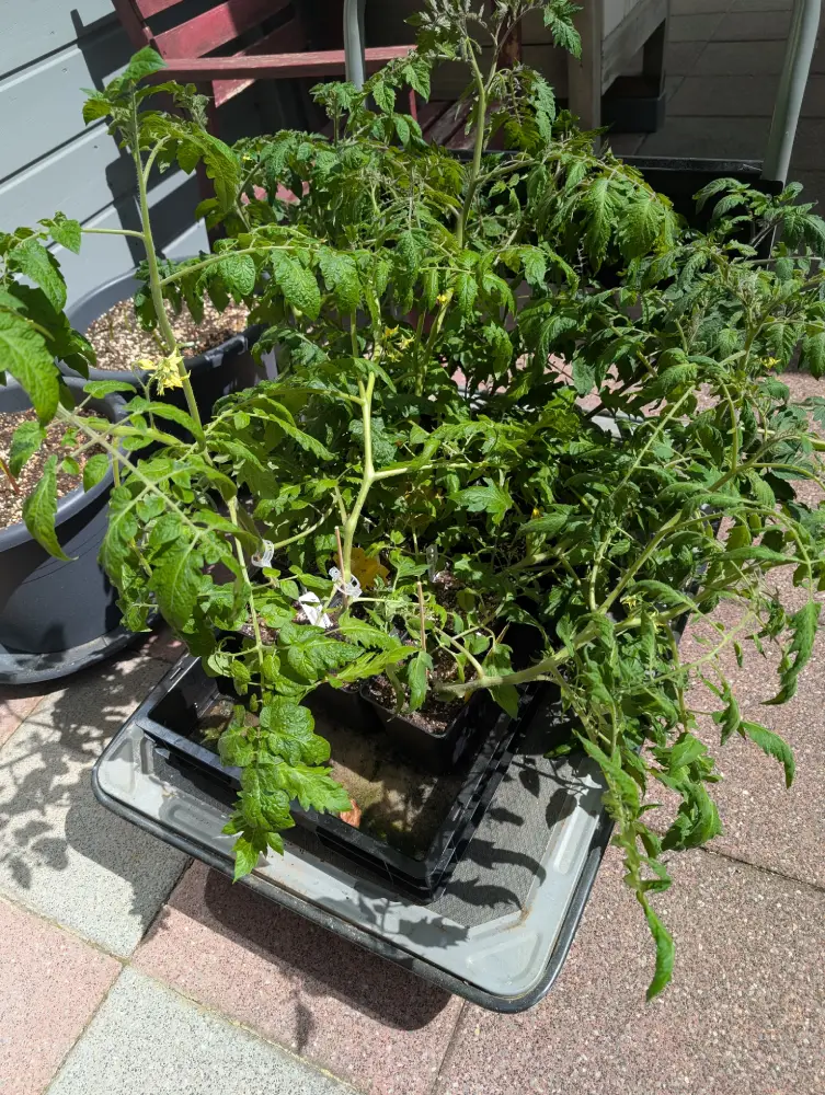 die Tomaten wollen aus der Kinderstube raus ins Freie