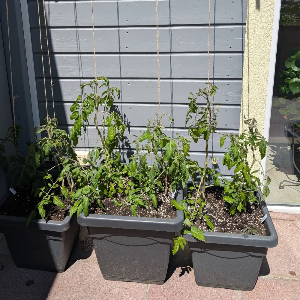 Tomaten frisch gesetzt