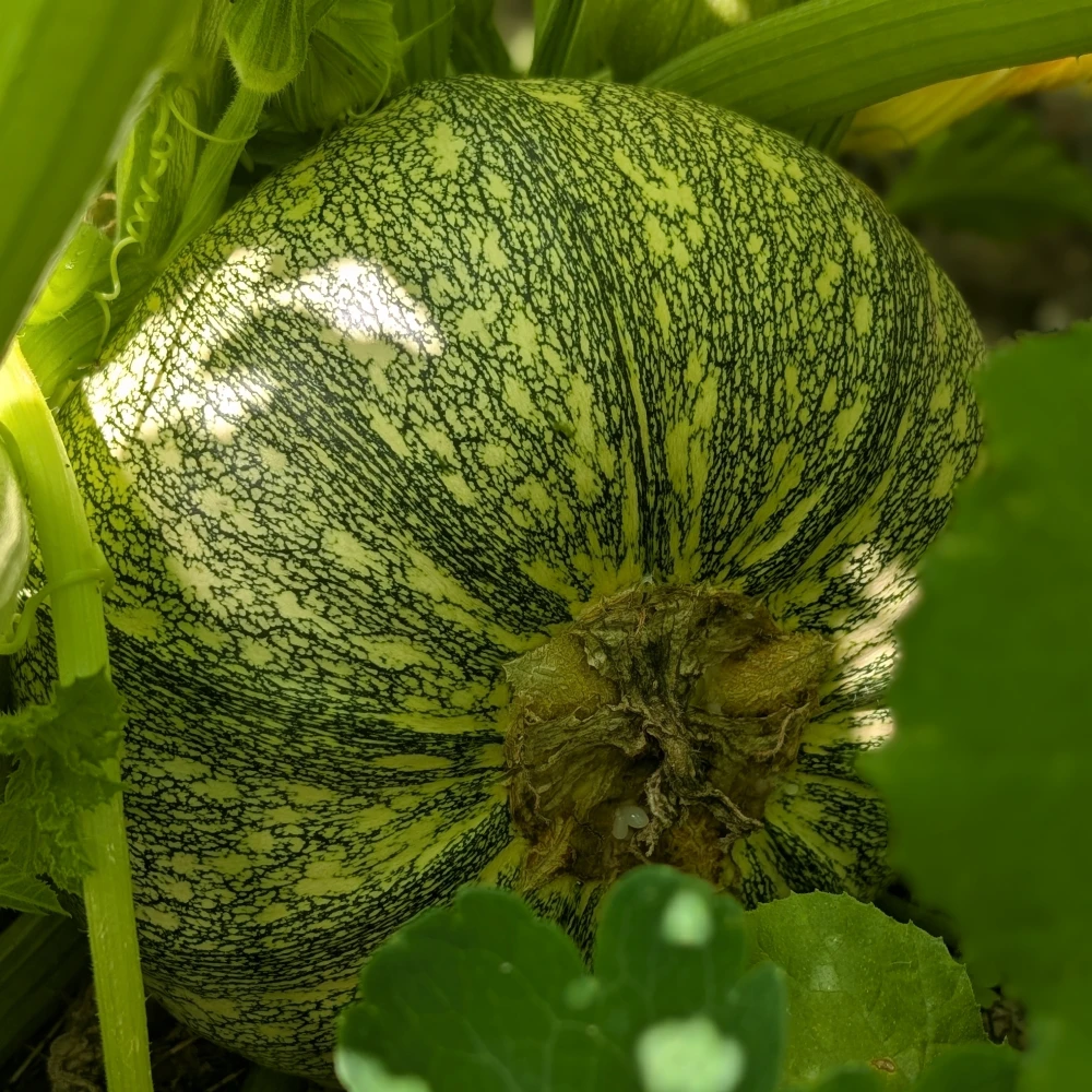 Zucchinicremesuppe einkochen 1 Kugelzucchini aus dem eigenen Garten